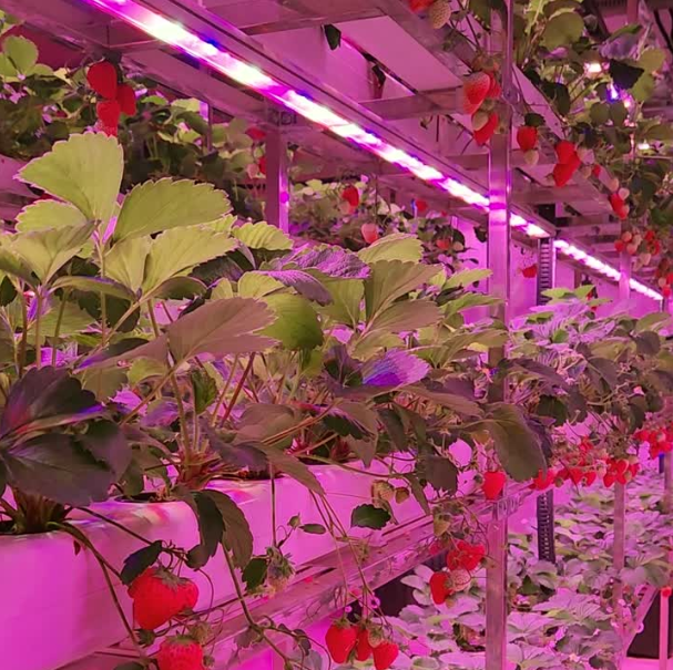 40W-60W LED Grow Tube Light For Vertical Farming Leaf Greens/Strawberry Growing