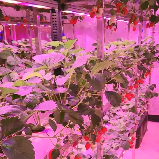 40W-60W LED Grow Tube Light For Vertical Farming Leaf Greens/Strawberry Growing