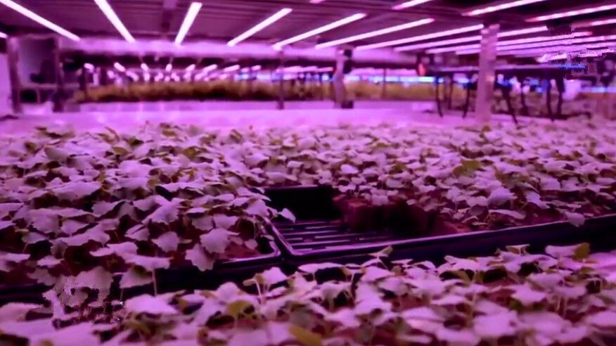 Grow4Max 18-24W Full Spectrum IP65 Waterproof LED Grow Tube Light