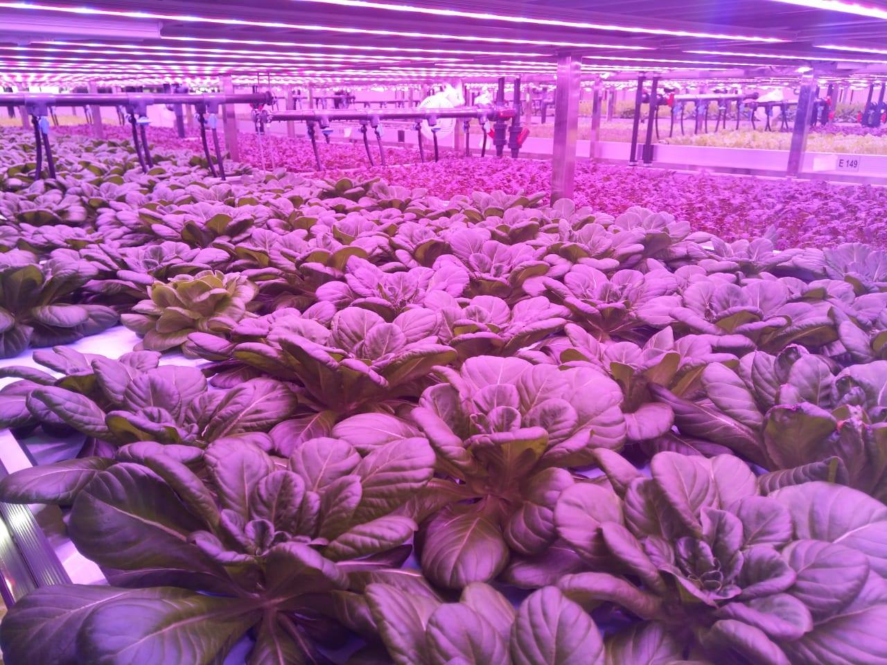 Grow4Max 18-24W Full Spectrum IP65 Waterproof LED Grow Tube Light